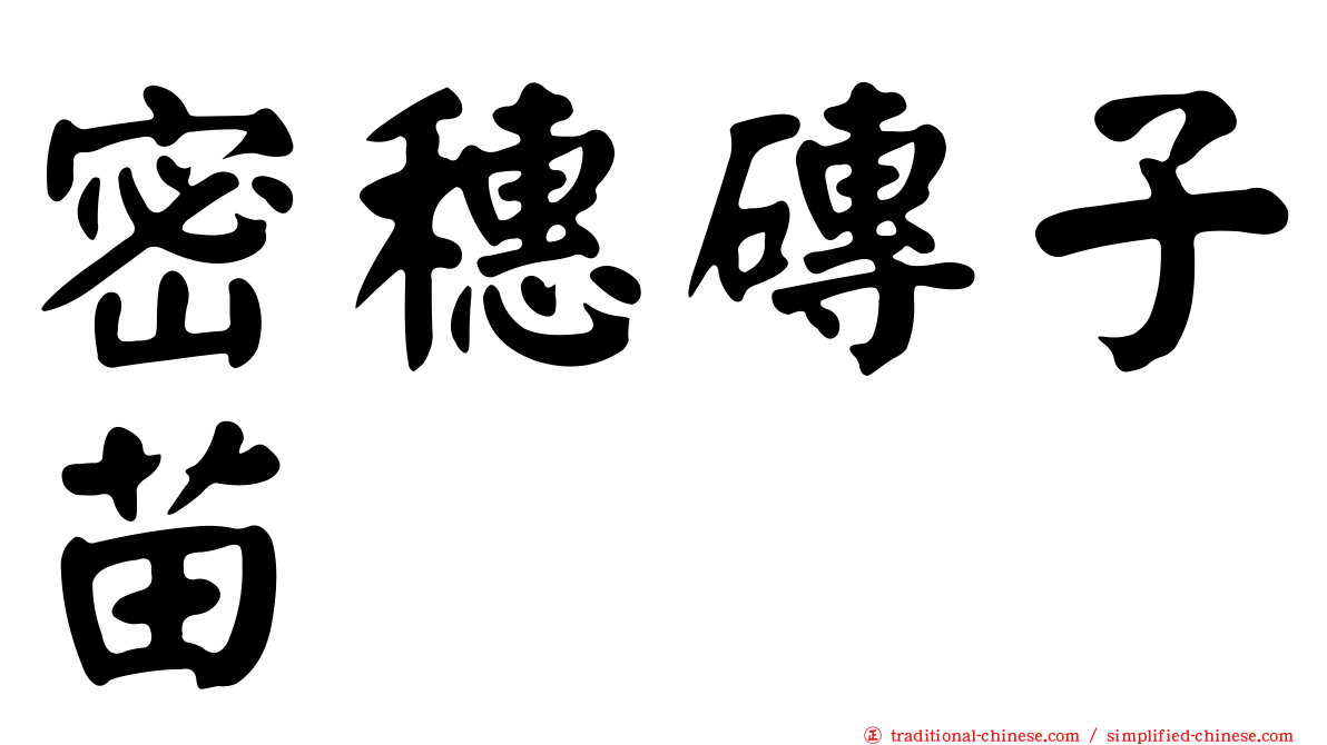 密穗磚子苗