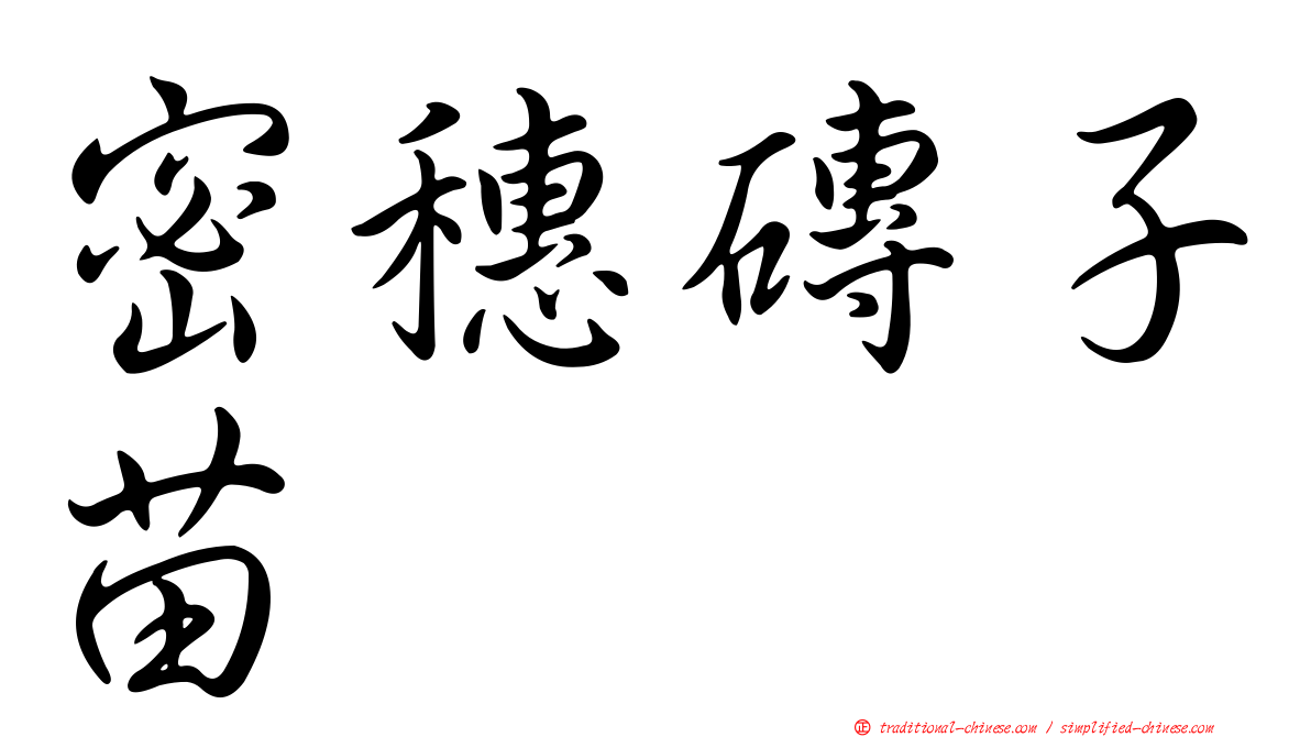 密穗磚子苗