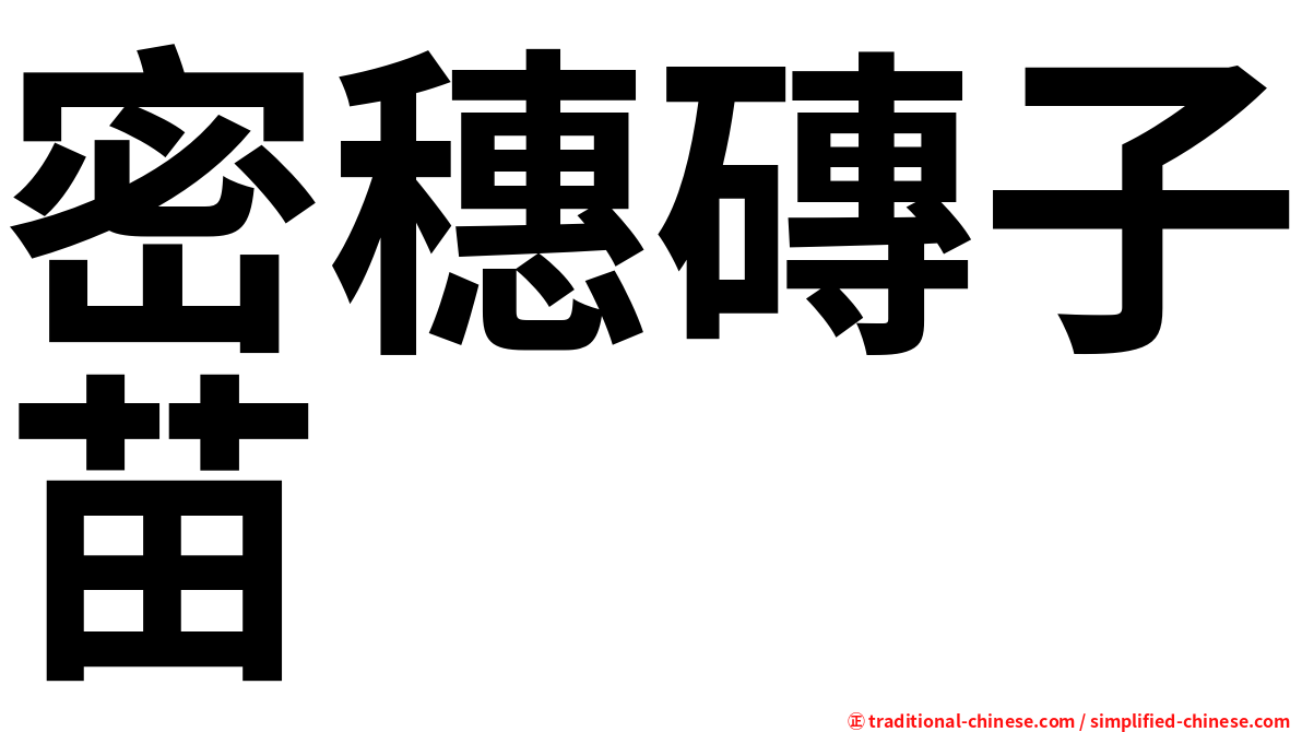 密穗磚子苗