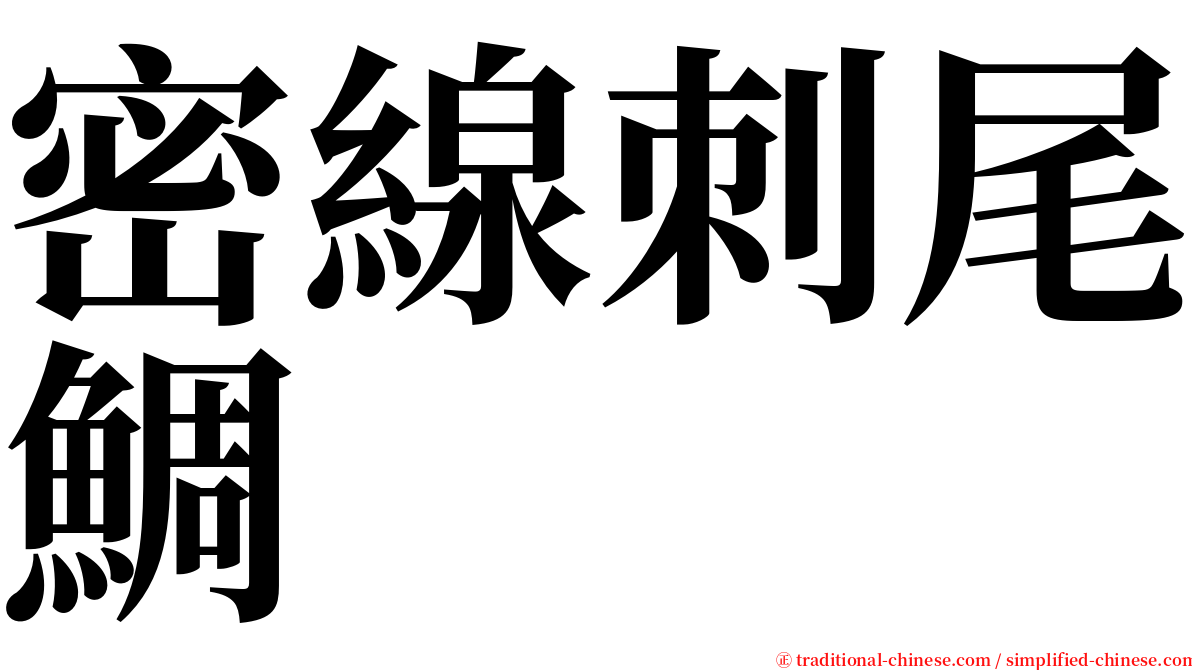 密線刺尾鯛 serif font