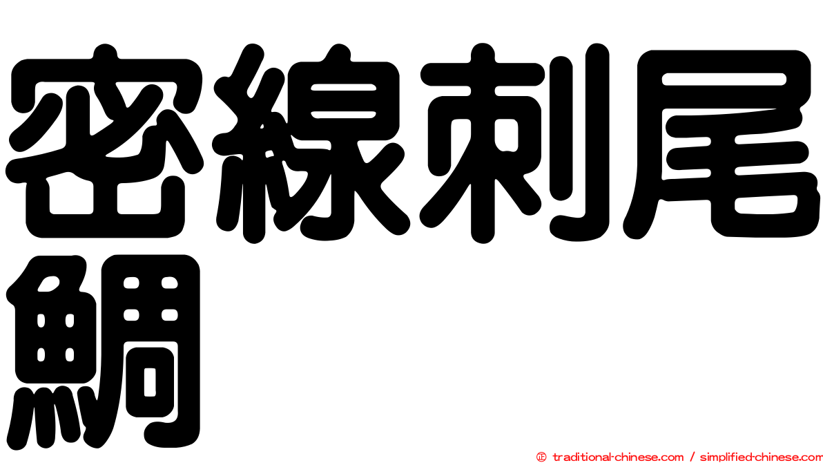 密線刺尾鯛