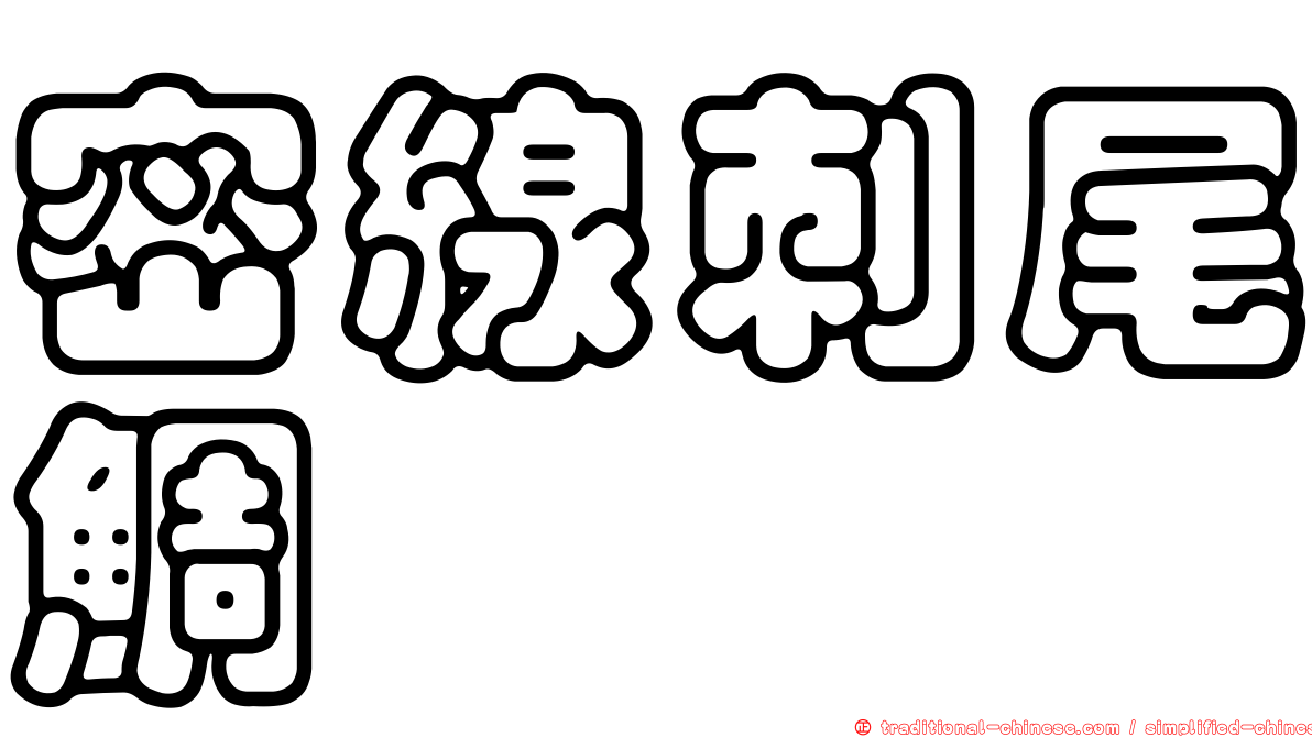 密線刺尾鯛