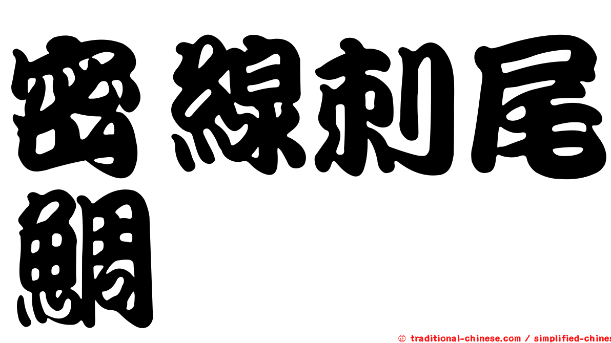 密線刺尾鯛