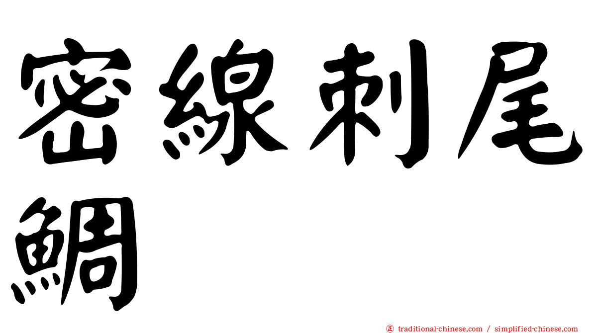 密線刺尾鯛