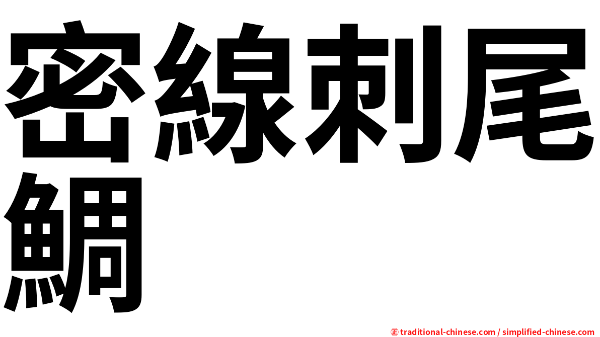 密線刺尾鯛