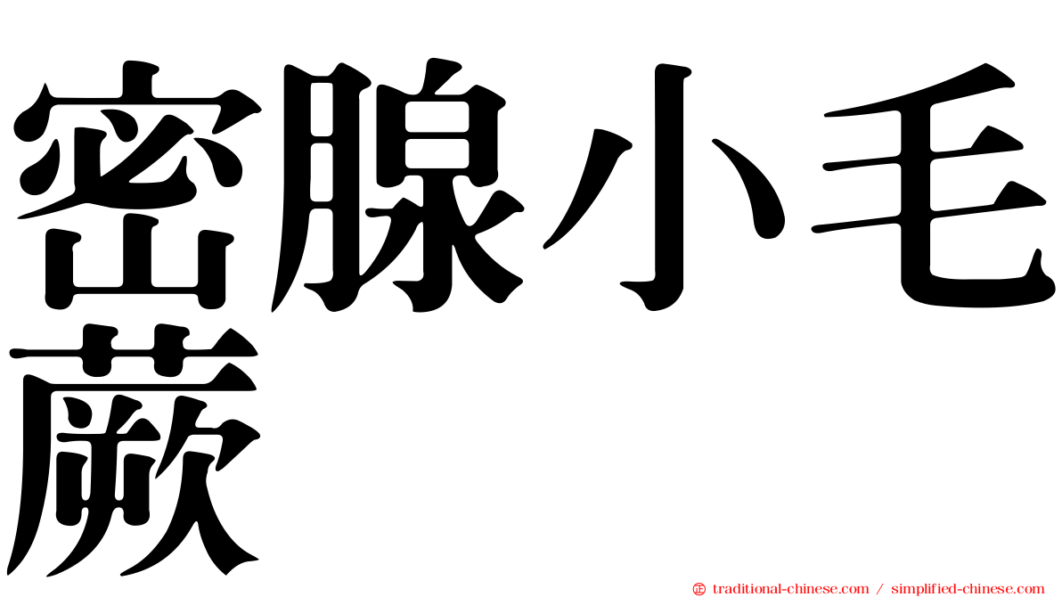 密腺小毛蕨