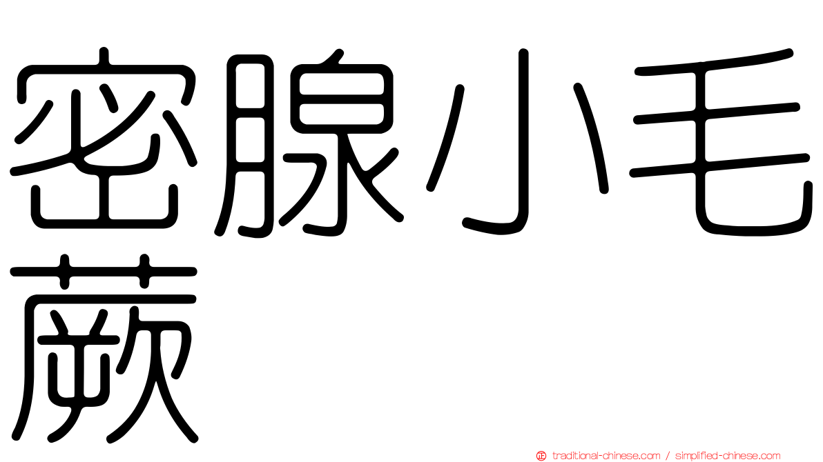 密腺小毛蕨