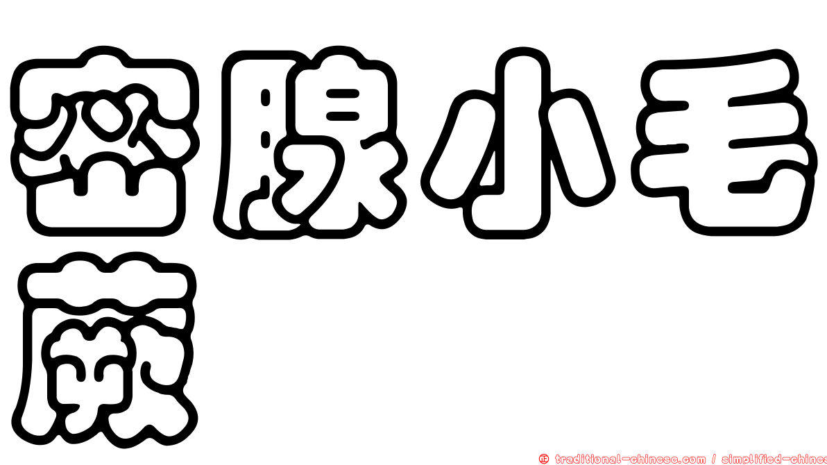 密腺小毛蕨