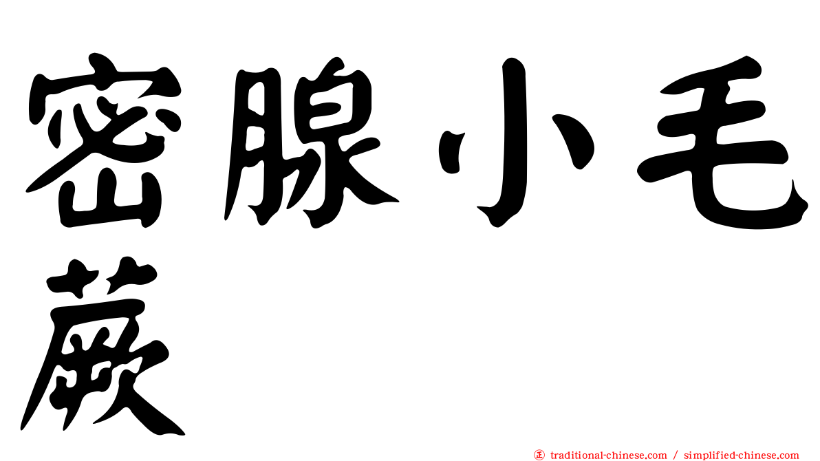 密腺小毛蕨