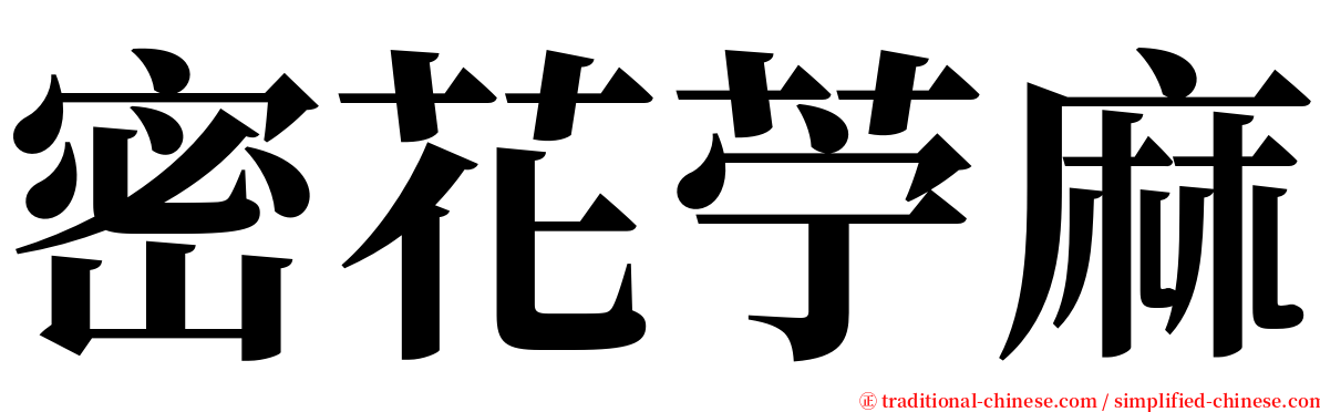 密花苧麻 serif font