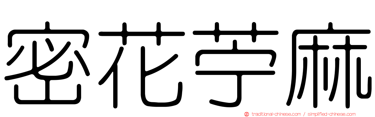 密花苧麻