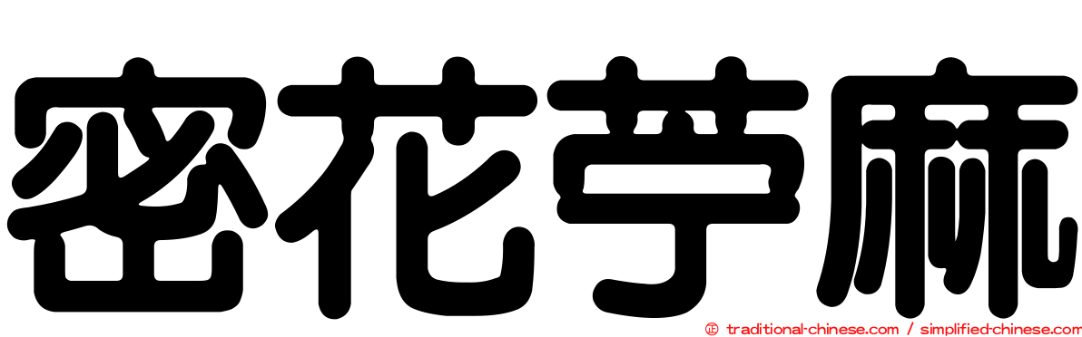 密花苧麻