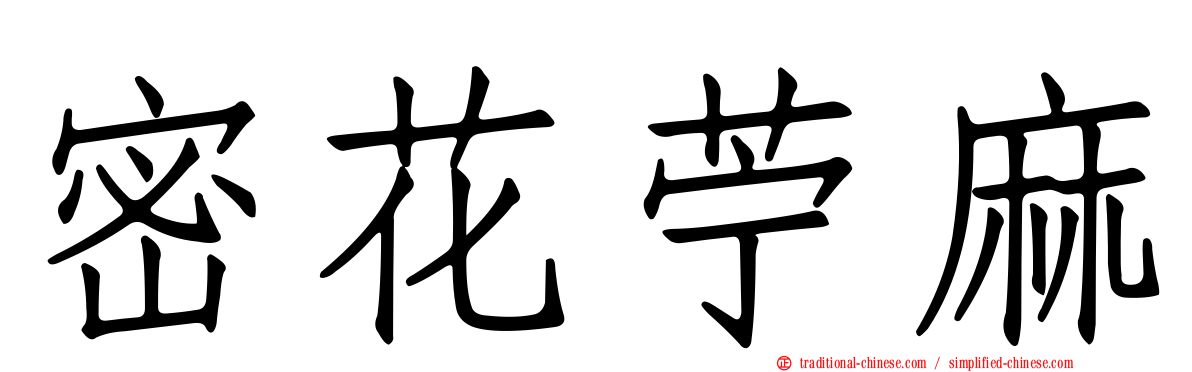 密花苧麻