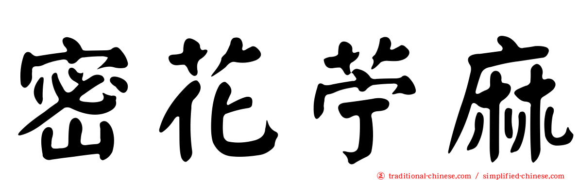 密花苧麻