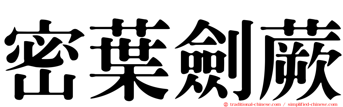 密葉劍蕨