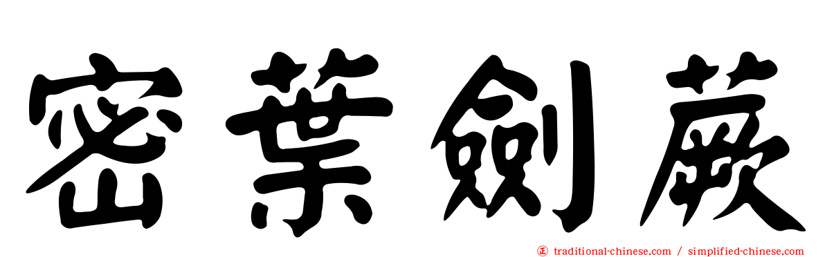 密葉劍蕨