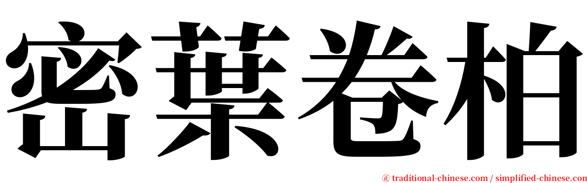 密葉卷柏 serif font