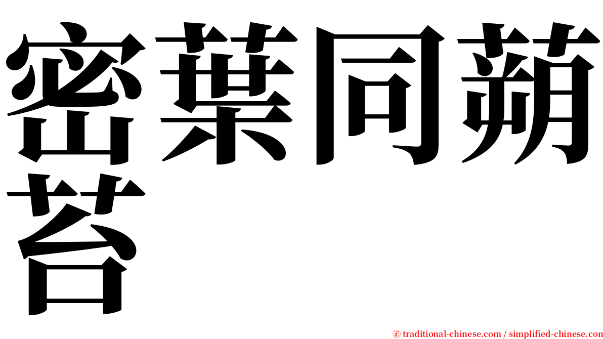 密葉同蒴苔 serif font