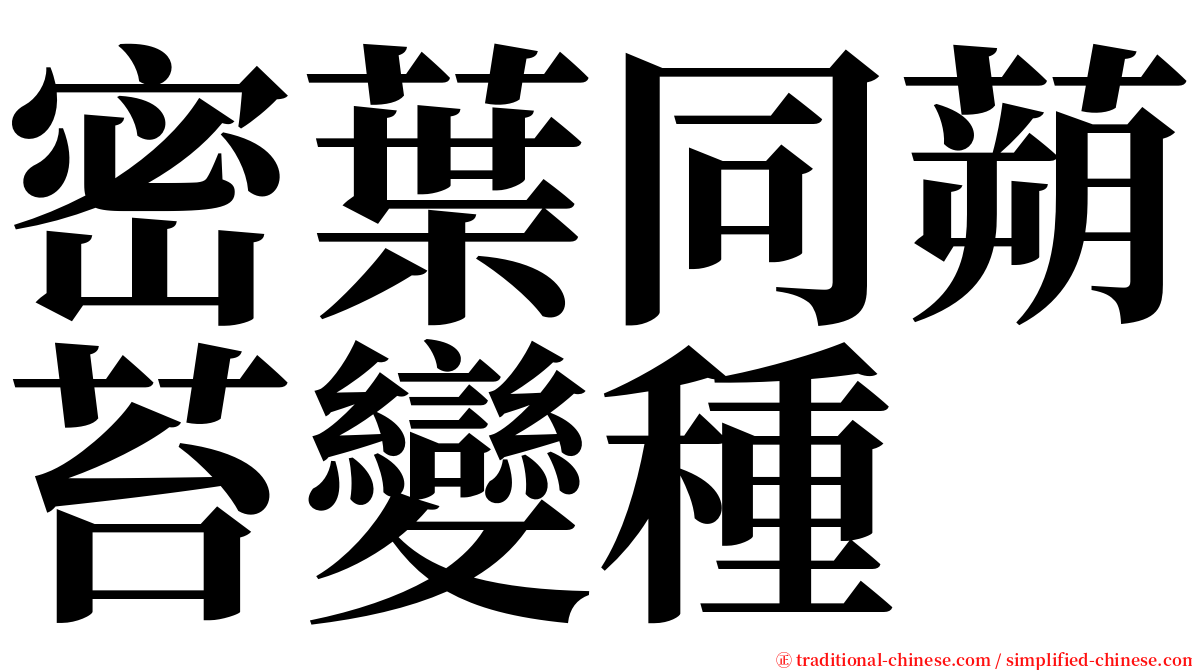 密葉同蒴苔變種 serif font