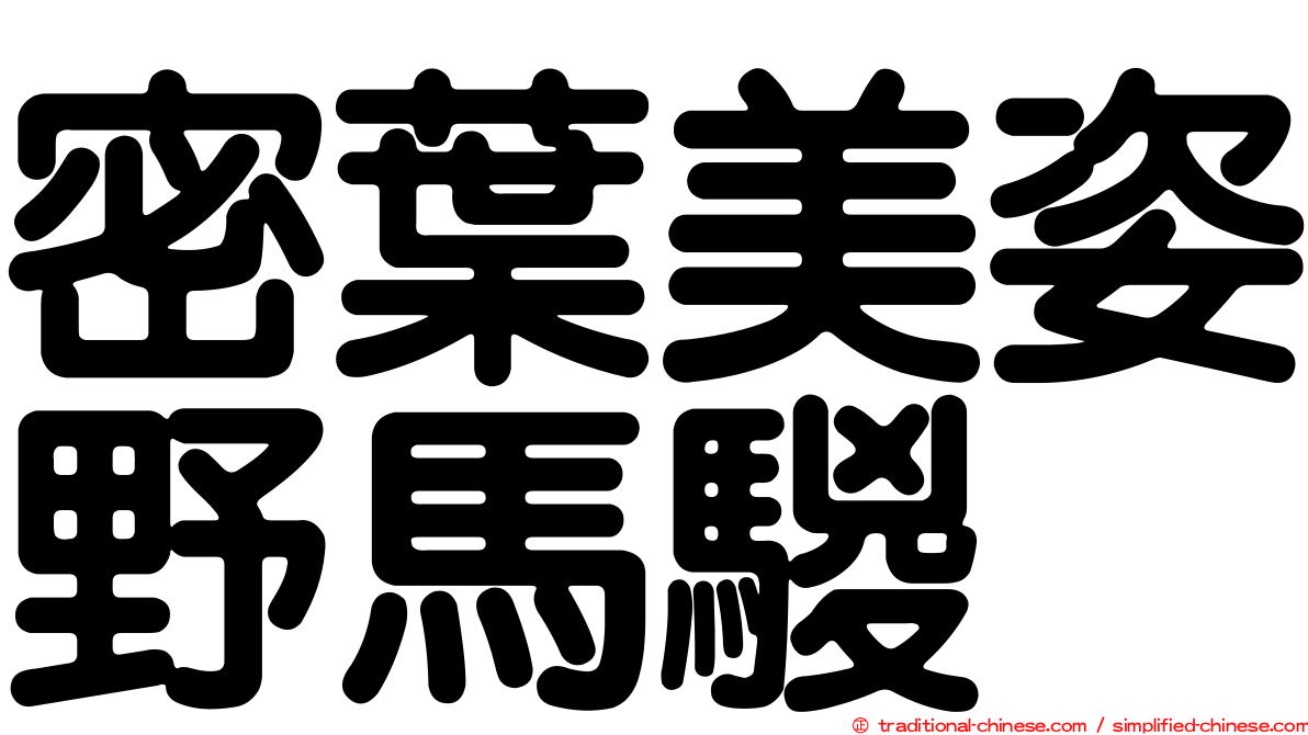 密葉美姿野馬騣