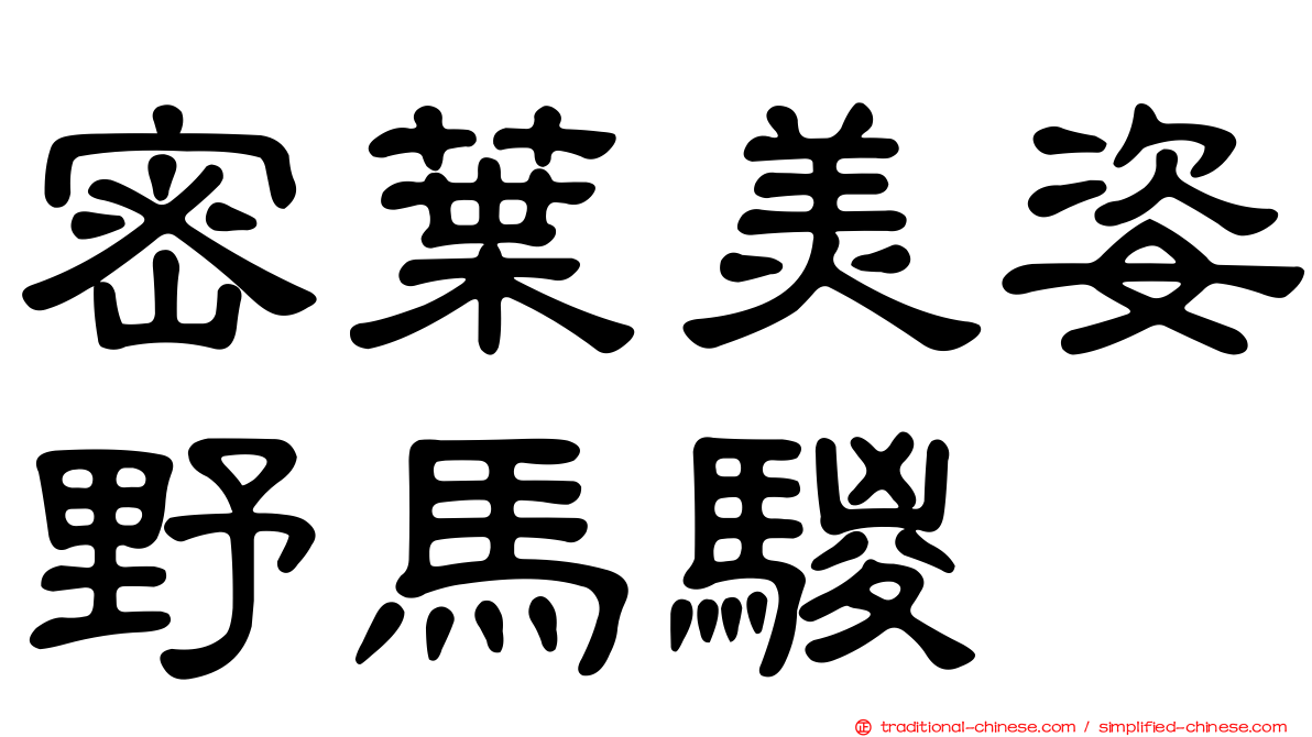 密葉美姿野馬騣