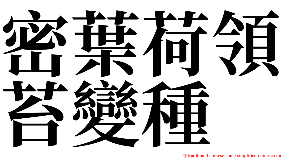 密葉荷領苔變種 serif font