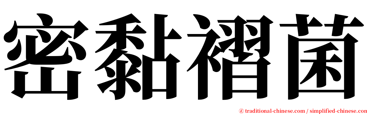 密黏褶菌 serif font