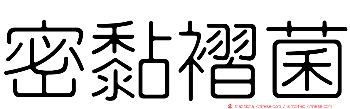 密黏褶菌