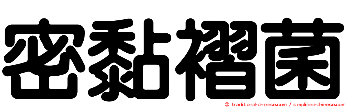 密黏褶菌