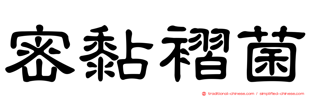 密黏褶菌