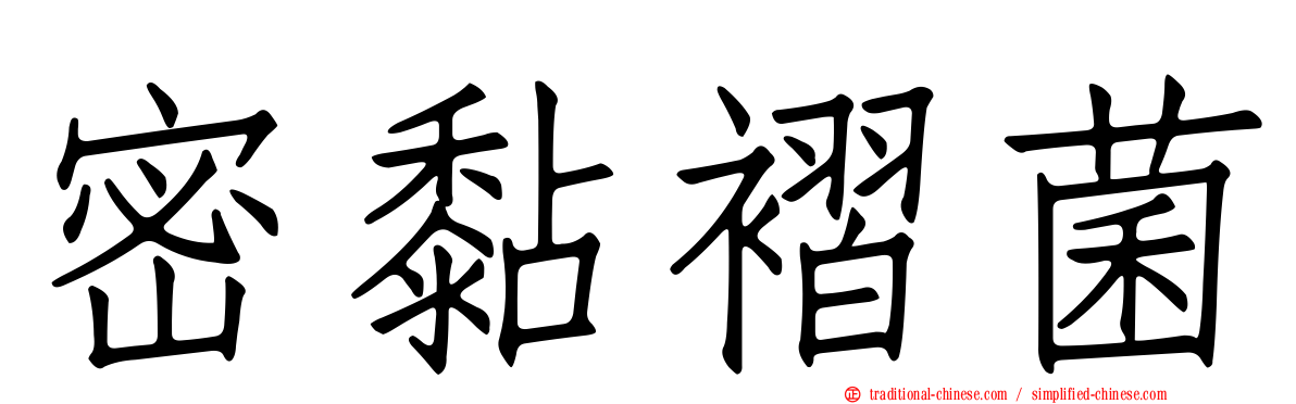 密黏褶菌