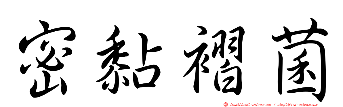 密黏褶菌