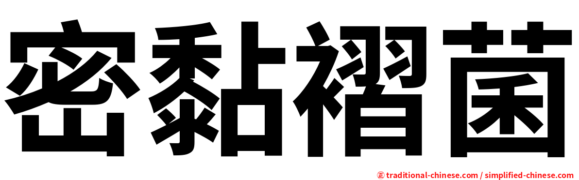 密黏褶菌