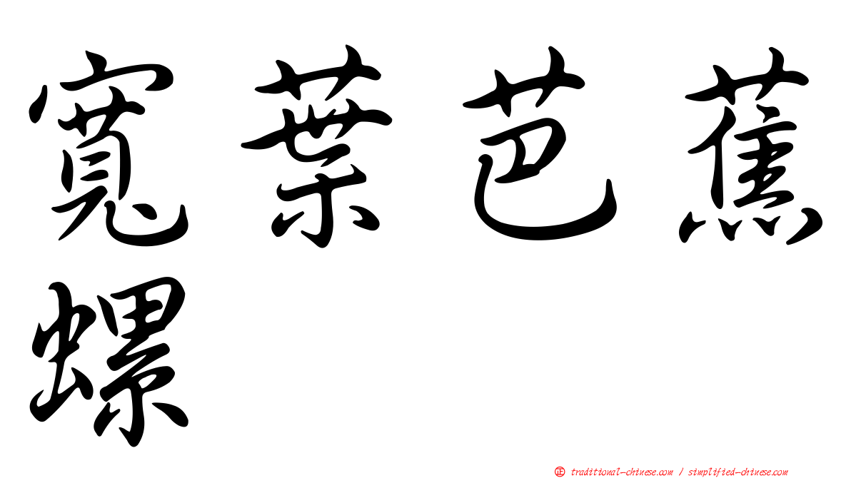寬葉芭蕉螺