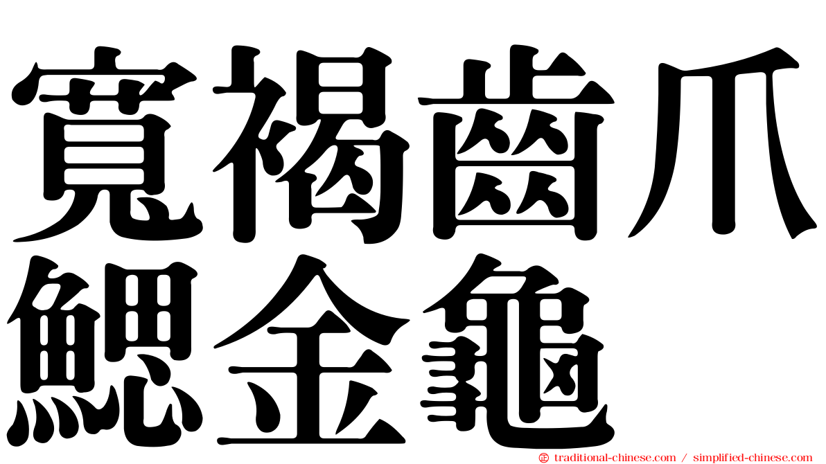 寬褐齒爪鰓金龜