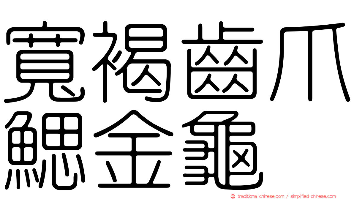 寬褐齒爪鰓金龜