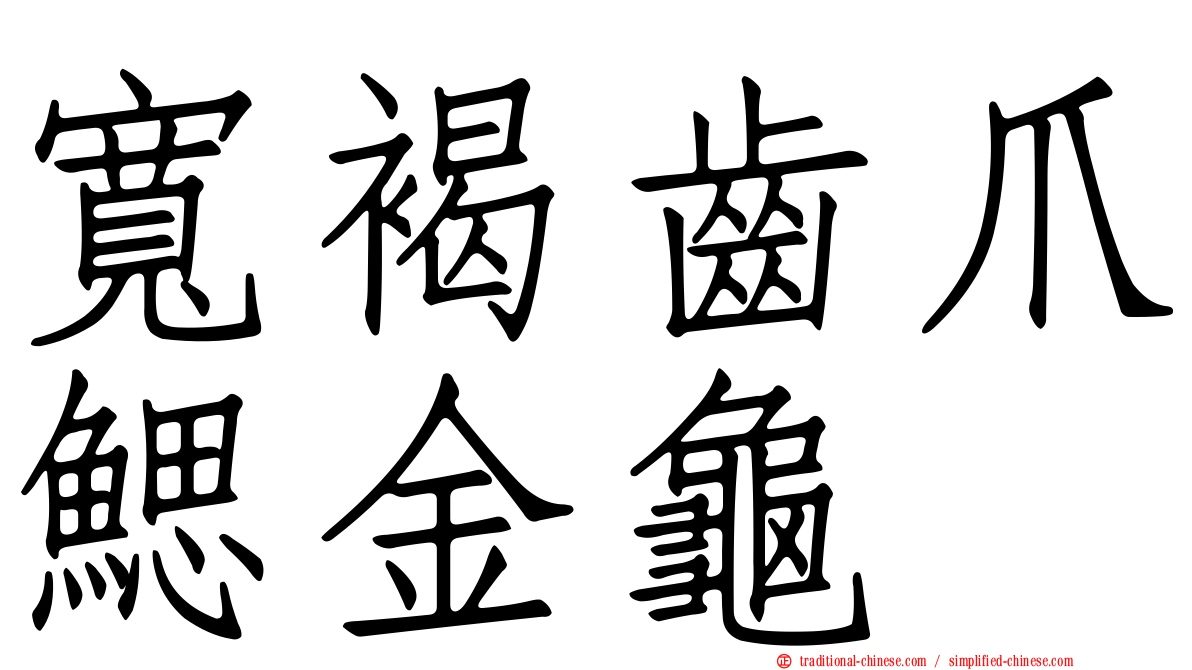 寬褐齒爪鰓金龜