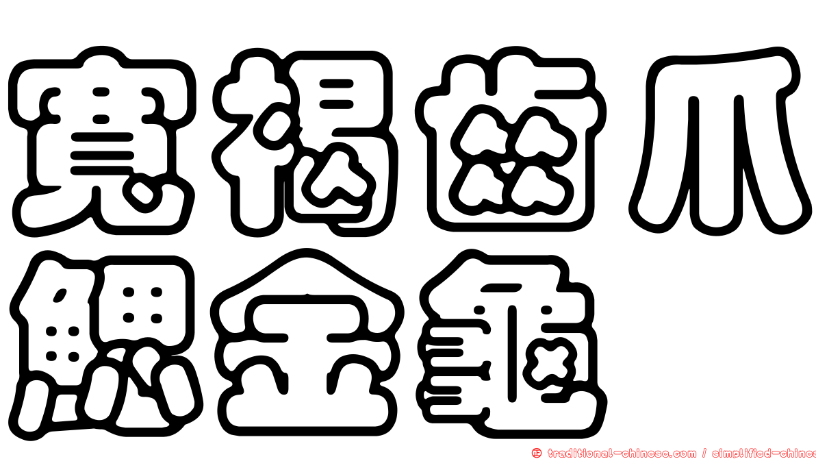 寬褐齒爪鰓金龜