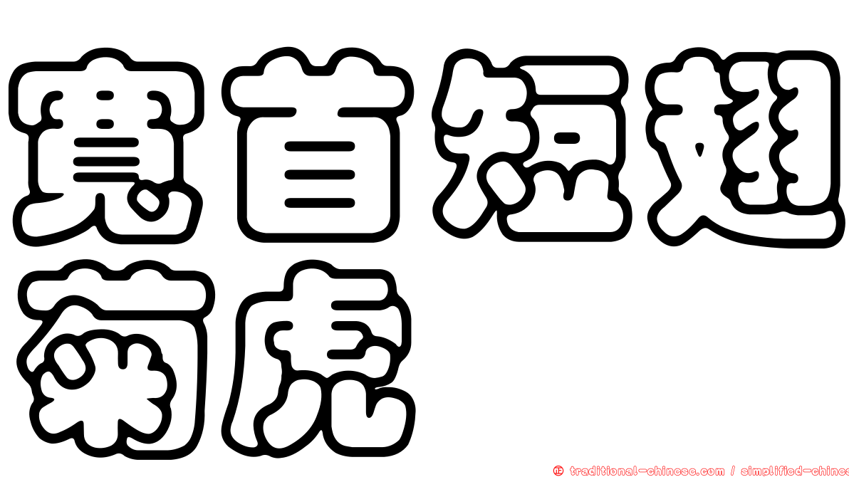 寬首短翅菊虎