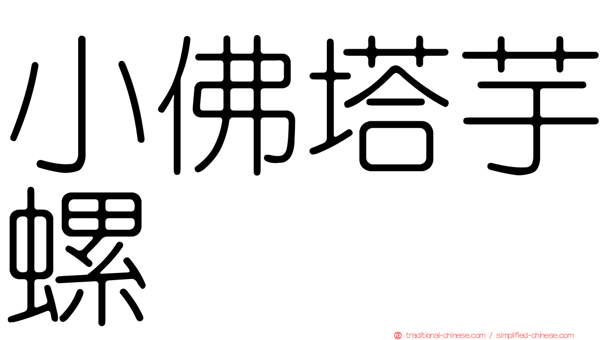 小佛塔芋螺