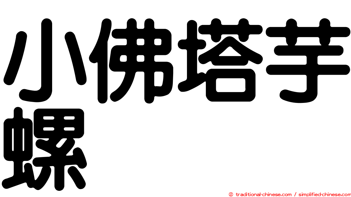 小佛塔芋螺