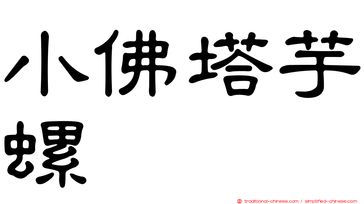 小佛塔芋螺