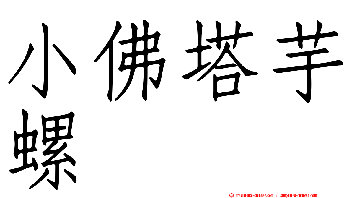 小佛塔芋螺