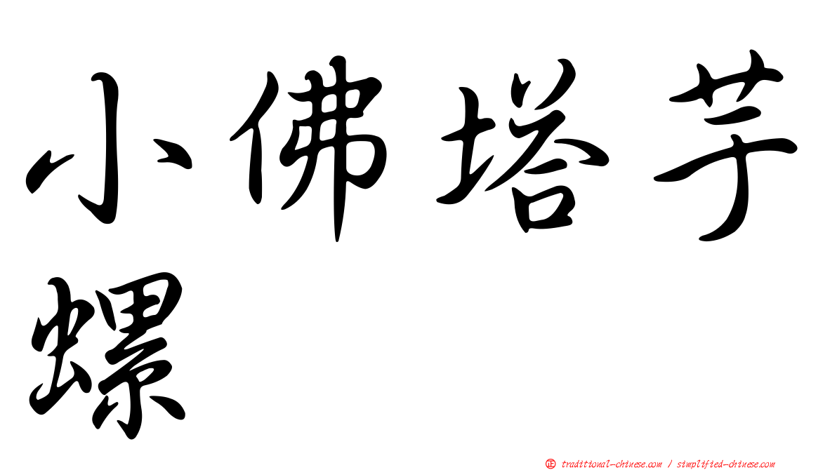 小佛塔芋螺