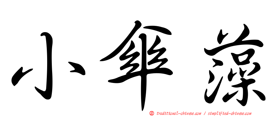 小傘藻