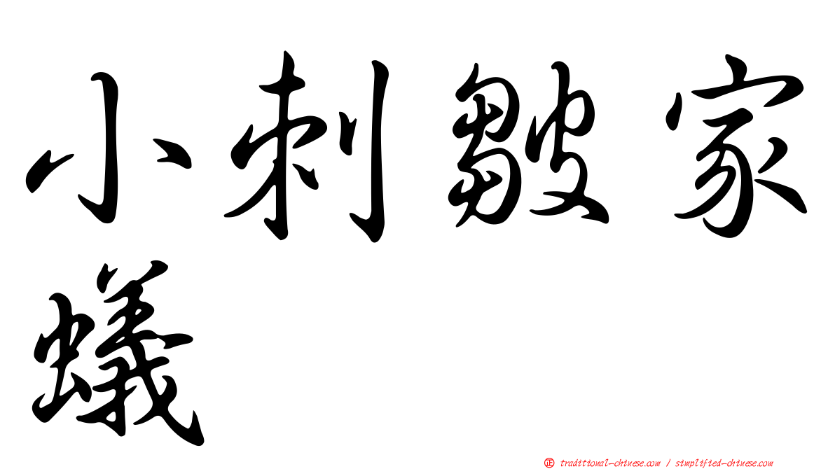 小刺皺家蟻
