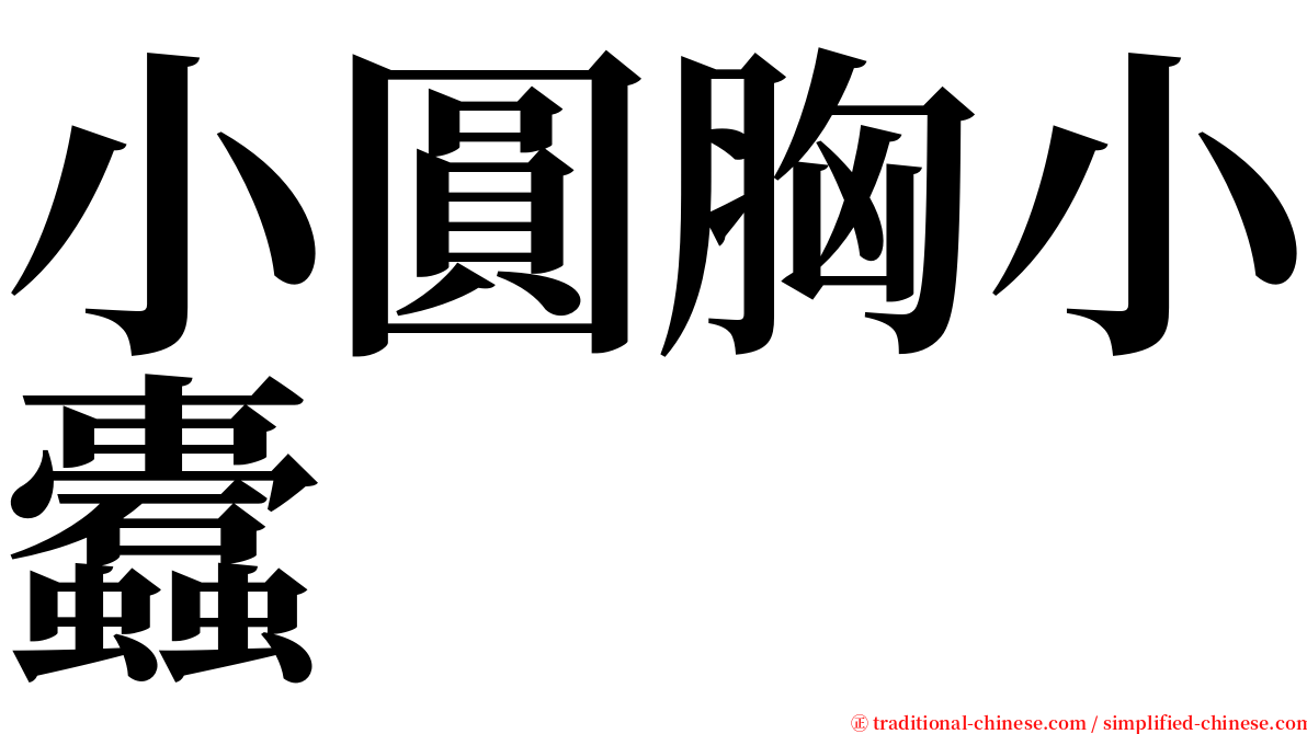 小圓胸小蠹 serif font