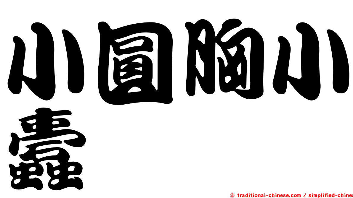 小圓胸小蠹