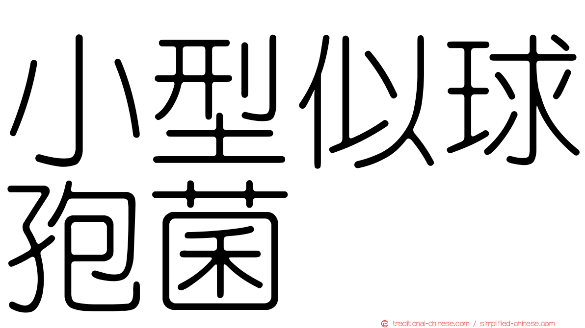 小型似球孢菌