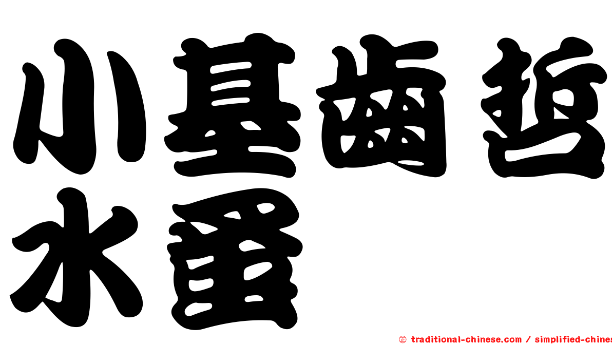 小基齒哲水蚤